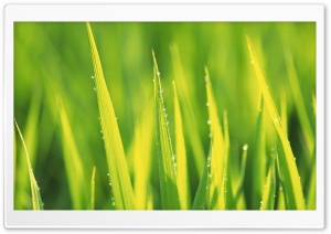 Spring Grass Ultra HD Wallpaper for 4K UHD Widescreen desktop, tablet & smartphone