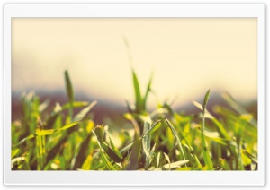Spring Grass Ultra HD Wallpaper for 4K UHD Widescreen desktop, tablet & smartphone