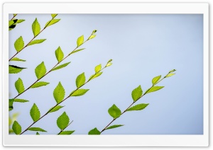 Spring Green Leaves Ultra HD Wallpaper for 4K UHD Widescreen desktop, tablet & smartphone