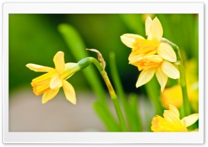 Spring Has Sprung Ultra HD Wallpaper for 4K UHD Widescreen desktop, tablet & smartphone