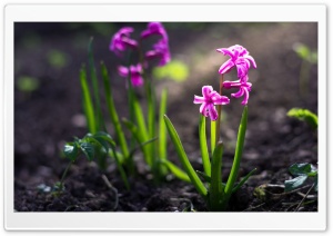 Spring Hyacinths Ultra HD Wallpaper for 4K UHD Widescreen desktop, tablet & smartphone