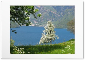 Spring in central Switzerland Buochs, Lake Lucerne Ultra HD Wallpaper for 4K UHD Widescreen desktop, tablet & smartphone