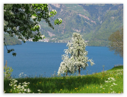 Spring in central Switzerland Buochs, Lake Lucerne UltraHD Wallpaper for Standard 4:3 Fullscreen UXGA XGA SVGA ; iPad 1/2/Mini ; Mobile 4:3 - UXGA XGA SVGA ;