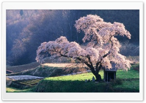 Spring in Japan Ultra HD Wallpaper for 4K UHD Widescreen desktop, tablet & smartphone