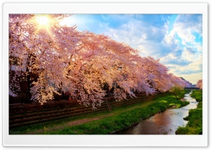 Spring In Japan Ultra HD Wallpaper for 4K UHD Widescreen desktop, tablet & smartphone