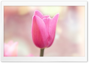Spring Light Pink Tulip Ultra HD Wallpaper for 4K UHD Widescreen desktop, tablet & smartphone