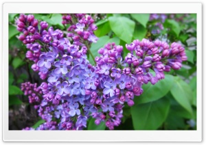 Spring Lilac Ultra HD Wallpaper for 4K UHD Widescreen desktop, tablet & smartphone