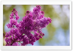 Spring Lilac Flower Ultra HD Wallpaper for 4K UHD Widescreen desktop, tablet & smartphone