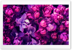 Spring Lilacs Flowers Ultra HD Wallpaper for 4K UHD Widescreen desktop, tablet & smartphone