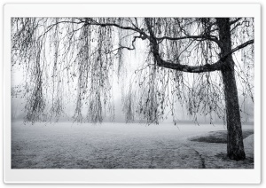Spring Mist Black and White Ultra HD Wallpaper for 4K UHD Widescreen desktop, tablet & smartphone