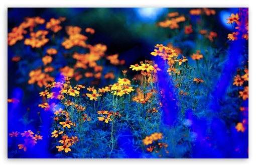 wallpaper desktop nature flowers