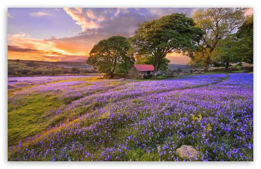 Spring, Nature, Flowers Ultra HD Desktop Background Wallpaper for 4K UHD TV  : Widescreen & UltraWide Desktop & Laptop : Tablet : Smartphone