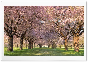Spring Orchard Ultra HD Wallpaper for 4K UHD Widescreen desktop, tablet & smartphone