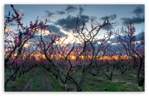 Spring Orchard UltraHD Wallpaper for UHD 16:9 ; HD 16:9 ; Widescreen 16:10 5:3 ; Fullscreen 4:3 5:4 3:2 ; Tablet 1:1 ; Mobile 3:4 ;