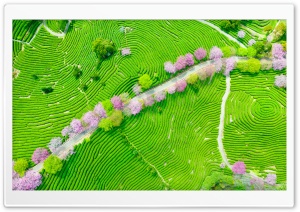 Spring, Park 4K UHD Wallpaper for Widescreen and UltraWide Desktop, UltraHD TV, Smartphone, Tablet