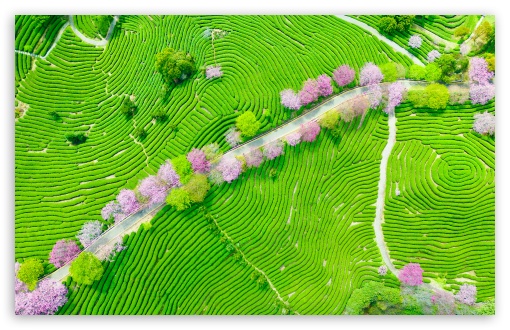 Spring, Park UltraHD Wallpaper for UHD 16:9 ; HD 16:9 ; UltraWide 21:9 24:10 32:9 32:10 ; Widescreen 16:10 ; Tablet 1:1 ; Mobile 9:16 9:19.5 9:20 ; Dual 16:10 16:9 ;