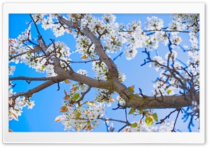 Spring Pear Tree Ultra HD Wallpaper for 4K UHD Widescreen desktop, tablet & smartphone
