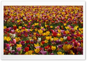 Spring Pink and Yellow Tulips Ultra HD Wallpaper for 4K UHD Widescreen desktop, tablet & smartphone