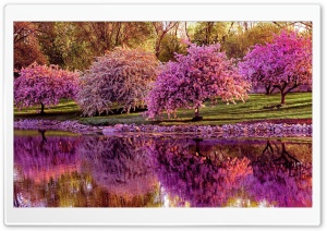 Spring Pink Blossom Trees Ultra HD Wallpaper for 4K UHD Widescreen desktop, tablet & smartphone