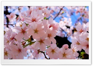 Spring Pink Blossoms Ultra HD Wallpaper for 4K UHD Widescreen desktop, tablet & smartphone