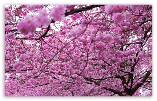 Spring Pink Cherry Blossoms UltraHD Wallpaper for Wide 16:10 5:3 Widescreen WHXGA WQXGA WUXGA WXGA WGA ; UltraWide 21:9 24:10 ; 8K UHD TV 16:9 Ultra High Definition 2160p 1440p 1080p 900p 720p ; UHD 16:9 2160p 1440p 1080p 900p 720p ; Standard 4:3 5:4 3:2 Fullscreen UXGA XGA SVGA QSXGA SXGA DVGA HVGA HQVGA ( Apple PowerBook G4 iPhone 4 3G 3GS iPod Touch ) ; Smartphone 16:9 3:2 5:3 2160p 1440p 1080p 900p 720p DVGA HVGA HQVGA ( Apple PowerBook G4 iPhone 4 3G 3GS iPod Touch ) WGA ; Tablet 1:1 ; iPad 1/2/Mini ; Mobile 4:3 5:3 3:2 16:9 5:4 - UXGA XGA SVGA WGA DVGA HVGA HQVGA ( Apple PowerBook G4 iPhone 4 3G 3GS iPod Touch ) 2160p 1440p 1080p 900p 720p QSXGA SXGA ;