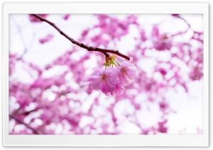 Spring Pink Cherry Blossoms Ultra HD Wallpaper for 4K UHD Widescreen desktop, tablet & smartphone