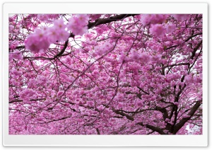 Spring Pink Cherry Blossoms Ultra HD Wallpaper for 4K UHD Widescreen desktop, tablet & smartphone