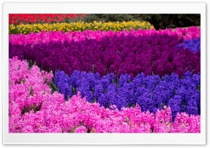 Spring, Pink, Purple, Hyacinth, Flowers, Garden, Keukenhof, Netherlands 4K UHD Wallpaper for Widescreen and UltraWide Desktop, UltraHD TV, Smartphone, Tablet