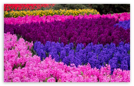 Spring, Pink, Purple, Hyacinth, Flowers, Garden, Keukenhof, Netherlands UltraHD Wallpaper for UHD 16:9 ; HD 16:9 ; UltraWide 21:9 24:10 32:9 32:10 ; Widescreen 16:10 5:3 ; Fullscreen 4:3 5:4 3:2 ; Tablet 1:1 ; Mobile 9:16 9:19.5 9:20 9:21 9:22 10:16 2:3 3:5 3:4 ; Dual 16:10 5:3 16:9 4:3 5:4 3:2 ;
