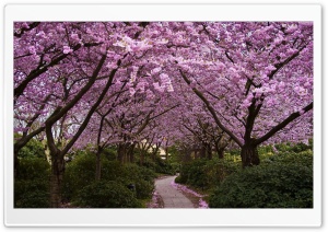 Spring Pink Trees Ultra HD Wallpaper for 4K UHD Widescreen desktop, tablet & smartphone