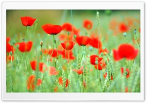 Spring Poppies Ultra HD Wallpaper for 4K UHD Widescreen desktop, tablet & smartphone