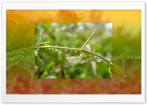 Spring Rain Ultra HD Wallpaper for 4K UHD Widescreen desktop, tablet & smartphone