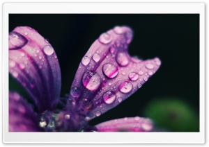 Spring Rain Drops Ultra HD Wallpaper for 4K UHD Widescreen desktop, tablet & smartphone