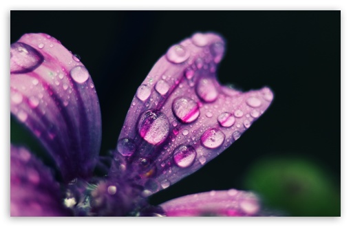 spring rain wallpaper hd widescreen