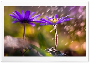 Spring Rain Purple Flowers Ultra HD Wallpaper for 4K UHD Widescreen desktop, tablet & smartphone
