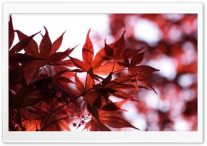 Spring Red Ultra HD Wallpaper for 4K UHD Widescreen desktop, tablet & smartphone