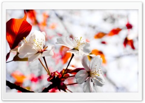 Spring Season Flowers Ultra HD Wallpaper for 4K UHD Widescreen desktop, tablet & smartphone