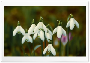 Spring Snowdrops Ultra HD Wallpaper for 4K UHD Widescreen desktop, tablet & smartphone