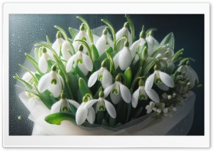 Spring Snowdrops 4K UHD Wallpaper for Widescreen and UltraWide Desktop, UltraHD TV, Smartphone, Tablet