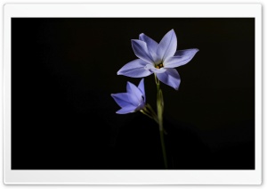Spring Starflower with Light Purple Petals 4K UHD Wallpaper for Widescreen and UltraWide Desktop, UltraHD TV, Smartphone, Tablet