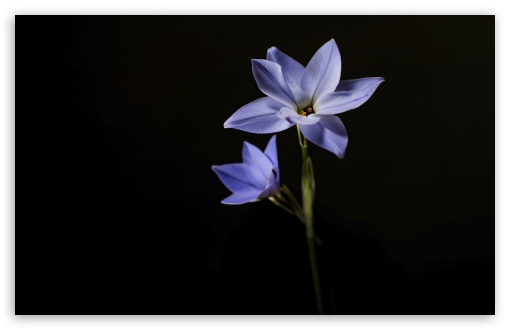 Spring Starflower with Light Purple Petals 4K UHD Wallpaper for Widescreen and UltraWide Desktop, UltraHD TV, Smartphone, Tablet Spring Starflower with Light Purple Petals UltraHD Wallpaper for UHD 16:9 ; HD 16:9 ; UltraWide 21:9 24:10 32:9 32:10 ; Widescreen 16:10 5:3 ; Fullscreen 4:3 5:4 3:2 ; Tablet 1:1 ; Mobile 9:16 9:19.5 9:20 9:21 9:22 10:16 2:3 3:5 3:4 ; Dual 16:10 5:3 16:9 4:3 5:4 3:2 ;