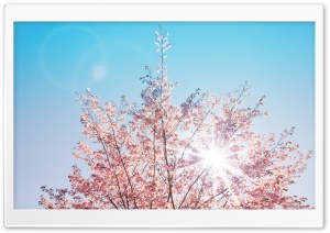 Spring Sunshine Ultra HD Wallpaper for 4K UHD Widescreen desktop, tablet & smartphone