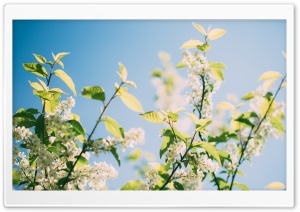 Spring Sunshine Tree Flowers Ultra HD Wallpaper for 4K UHD Widescreen desktop, tablet & smartphone
