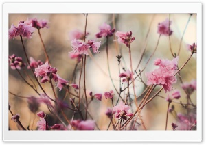 Spring Teasers Ultra HD Wallpaper for 4K UHD Widescreen desktop, tablet & smartphone