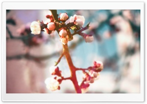 Spring Tree Buds Ultra HD Wallpaper for 4K UHD Widescreen desktop, tablet & smartphone