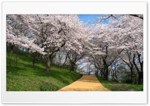 Spring Trees Ultra HD Wallpaper for 4K UHD Widescreen desktop, tablet & smartphone