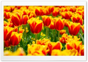 Spring Tulip Fields Ultra HD Wallpaper for 4K UHD Widescreen desktop, tablet & smartphone