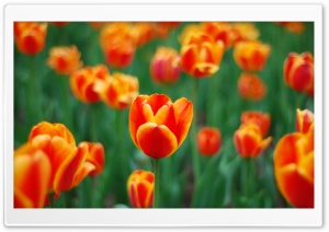 Spring Tulips Ultra HD Wallpaper for 4K UHD Widescreen desktop, tablet & smartphone