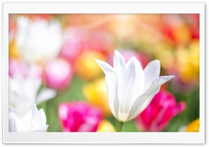 Spring Tulips Ultra HD Wallpaper for 4K UHD Widescreen desktop, tablet & smartphone