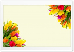 Spring Tulips Bouquets Ultra HD Wallpaper for 4K UHD Widescreen desktop, tablet & smartphone